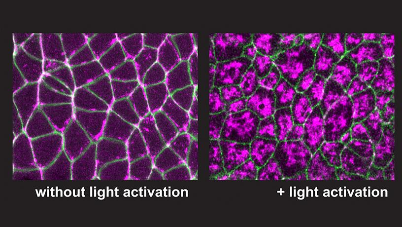 activate or deactivate myosin activity